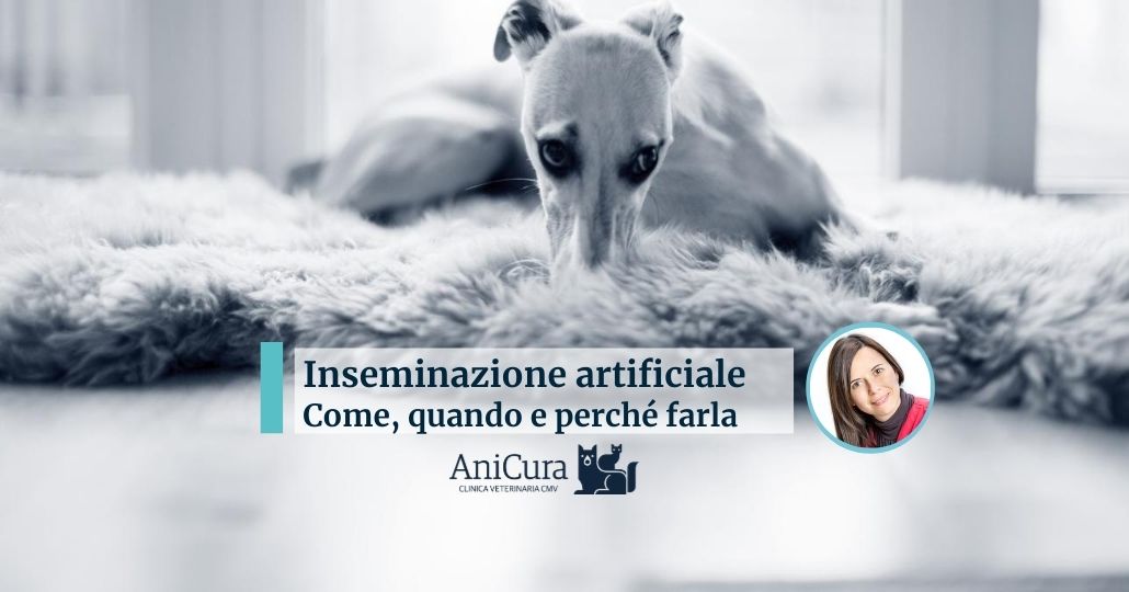 inseminazione artificiale cane