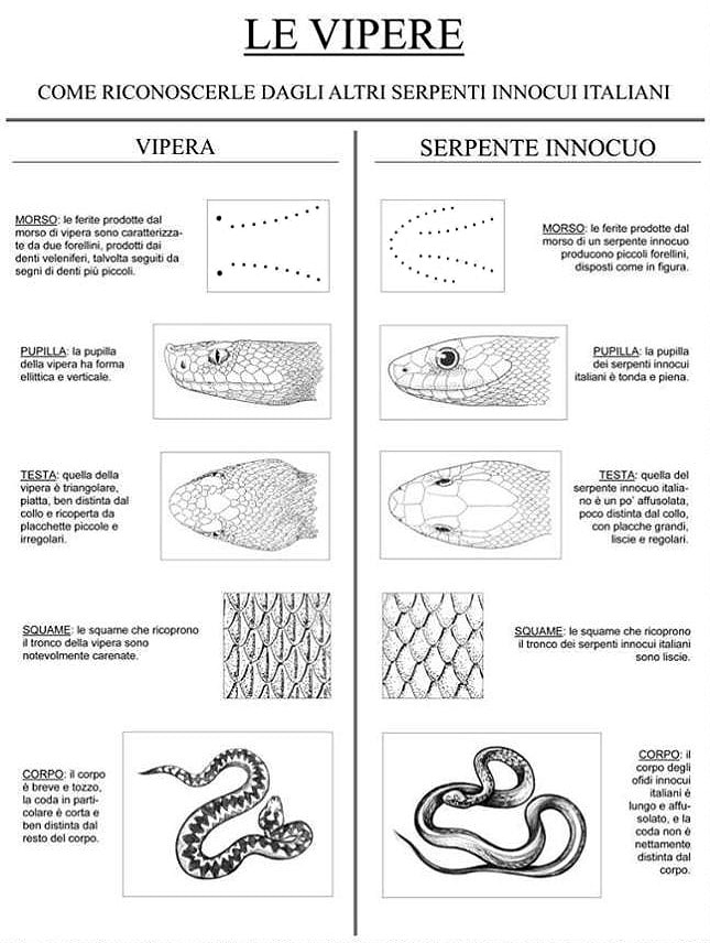 vipera-e-serpente-innocuo